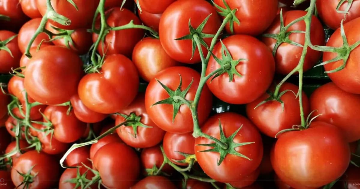 تصویر 4 از گوجه فرنگی قرمز براق با سایز یکدست و کیفیت تضمین‌ شده