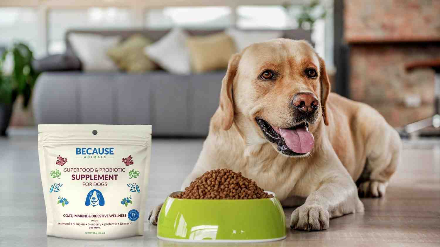 تصویر 4 از غذای سگ حاوی سبزیجات تازه و تمام ویتامین های مورد نیاز برای حفظ سلامتی