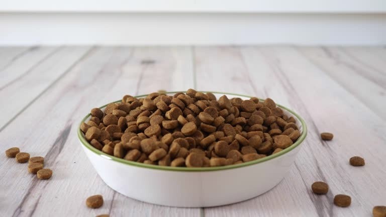 غذای سگ سرشار از امگا ۳ جهت افزایش نشاط و مناسب برای تامین انرژی از دست رفته