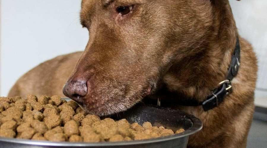 تصویر 1 از غذای سگ درجه یک بدون مواد شیمیایی مضر و نگهدارنده ها با ماندگاری بالا