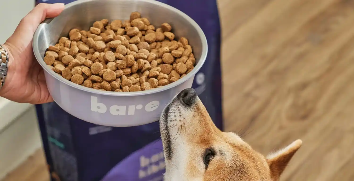 غذای سگ با ترکیبات منحصر به فرد حاوی آنتی اکسیدان برای زندگی سالم