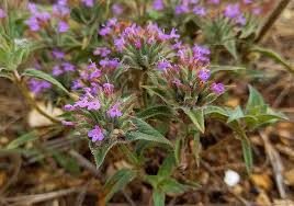 خرید کاکوتی