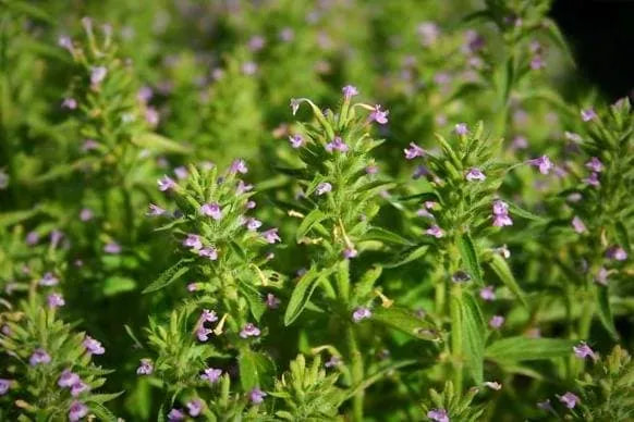 تصویر 4 از کاکوتی کوهی معطر با کیفیت بالا و عطر طبیعی