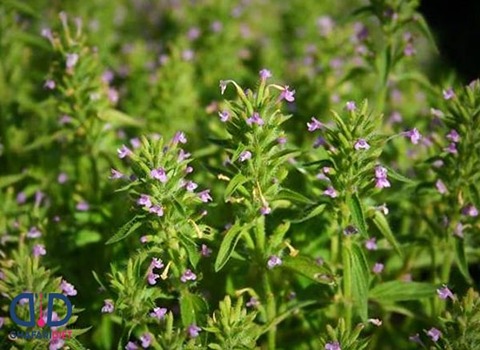 تصویر 1 از کاکوتی آویشن طبیعی کوهی با عطر قوی و کیفیت تضمینی