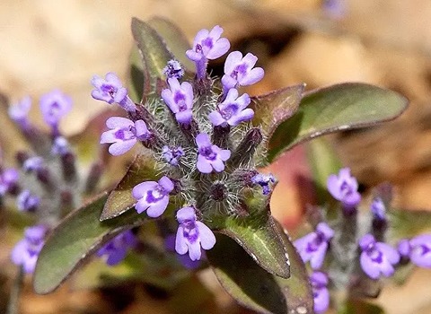 تصویر 3 از کاکوتی آویشن طبیعی کوهی با عطر قوی و کیفیت تضمینی