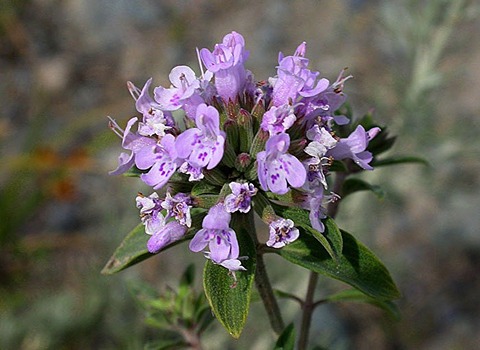 تصویر 4 از کاکوتی آویشن طبیعی کوهی با عطر قوی و کیفیت تضمینی