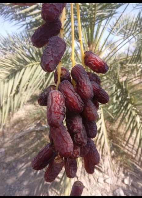 تصویر 3 از خرمای پیارم تازه با طعم بی نظیر جنوب