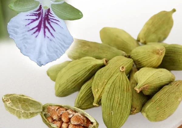 تصویر 3 از هل سبز هندی مناسب مصرف خانگی و حرفه ای