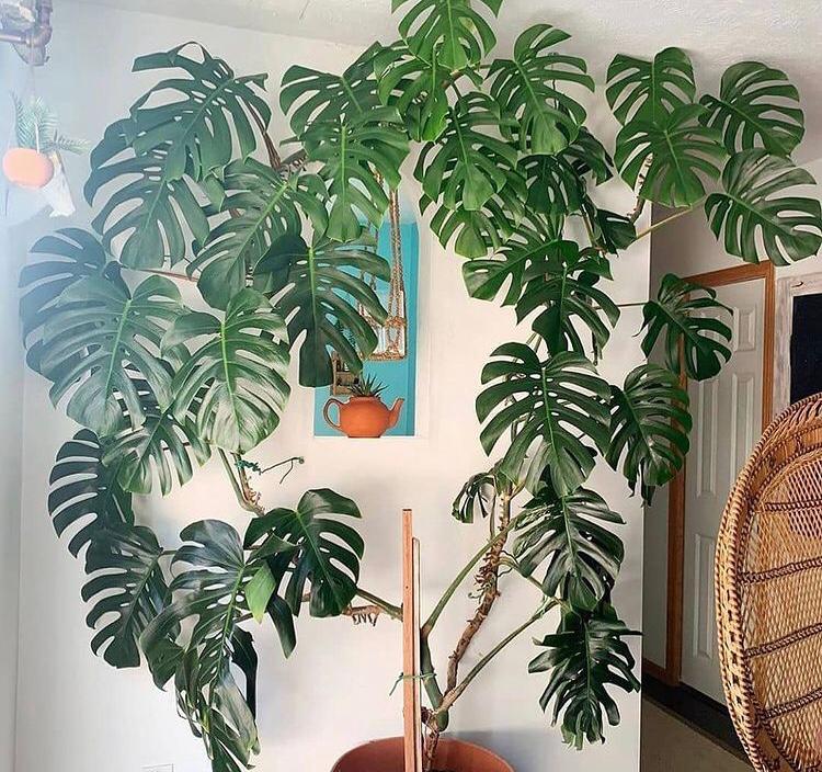 تصویر 2 از گل‌ و‌ گیاه‌ آپارتمانی مناسب نور کم خانه