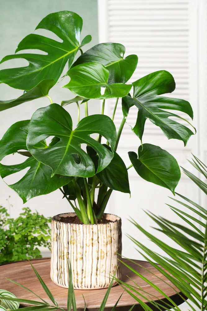 تصویر 3 از گل‌ و‌ گیاه‌ آپارتمانی مناسب نور کم خانه