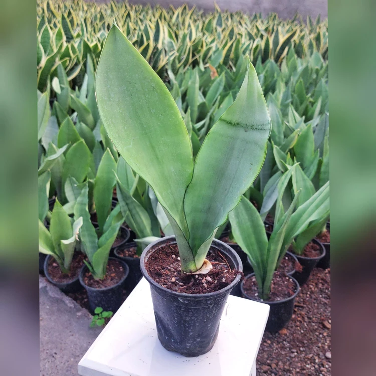 تصویر 1 از گل‌ و‌ گیاه‌ آپارتمانی مقاوم و کم دردسر