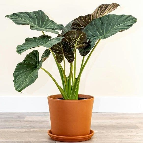 تصویر 1 از گل‌ و‌ گیاه‌ آپارتمانی مناسب آپارتمان کوچک