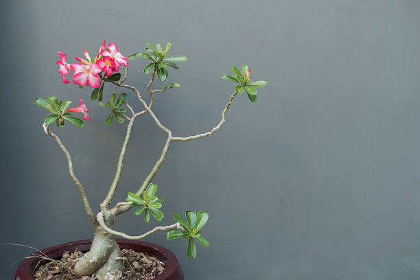 تصویر 3 از گیاه آپارتمانی آدنیوم زینتی مقاوم نور زیاد فضای داخلی