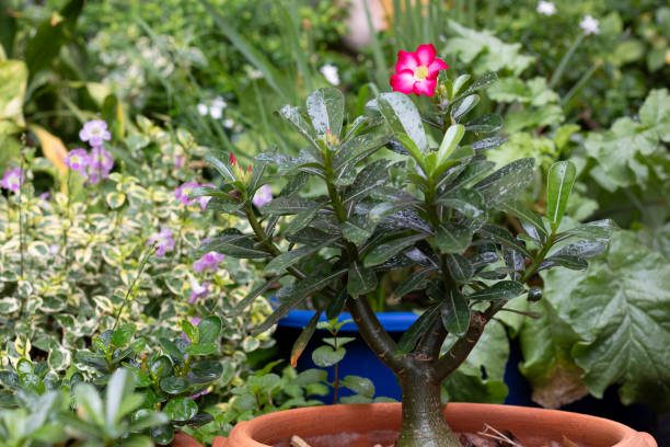 تصویر 4 از گیاه آپارتمانی آدنیوم مینیاتوری خاص نگهداری آسان خانه های مدرن