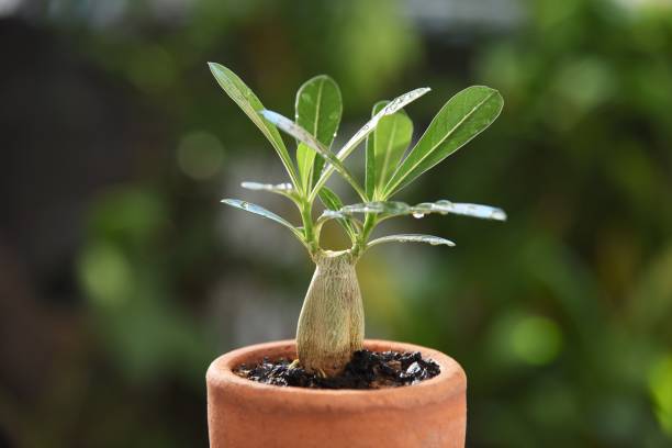 تصویر 2 از گیاه آپارتمانی آدنیوم مینیاتوری خاص نگهداری آسان خانه های مدرن