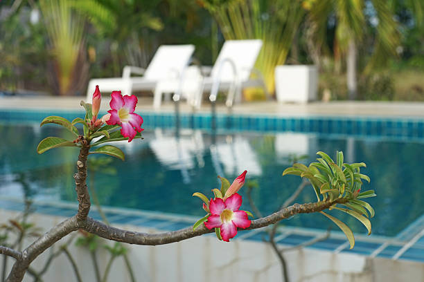 گیاه آپارتمانی آدنیوم مناسب علاقه مندان گلدهی فصلی حرفه ای