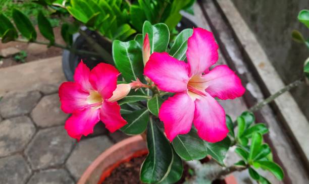 تصویر 2 از گیاه آپارتمانی آدنیوم مناسب علاقه مندان گلدهی فصلی حرفه ای