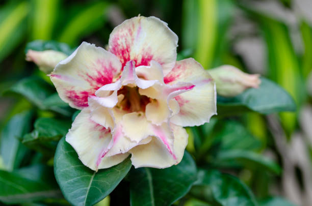 تصویر 3 از گیاه آپارتمانی آدنیوم مناسب علاقه مندان گلدهی فصلی حرفه ای