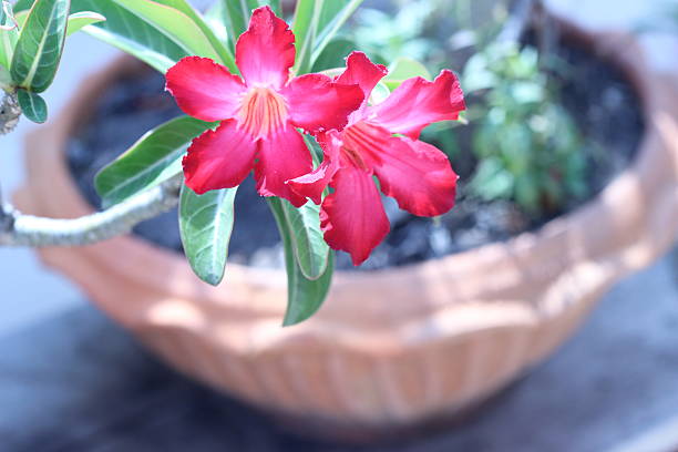 گیاه آپارتمانی آدنیوم انتخاب ایده ال دکوراسیون لوکس امروزی