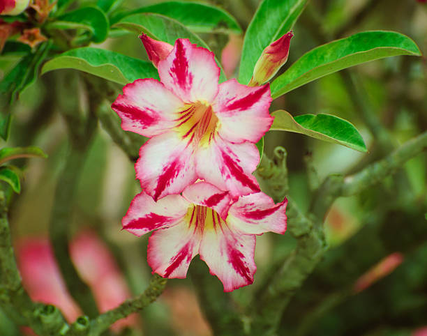 تصویر 1 از گیاه آپارتمانی آدنیوم انتخاب ایده ال دکوراسیون لوکس امروزی