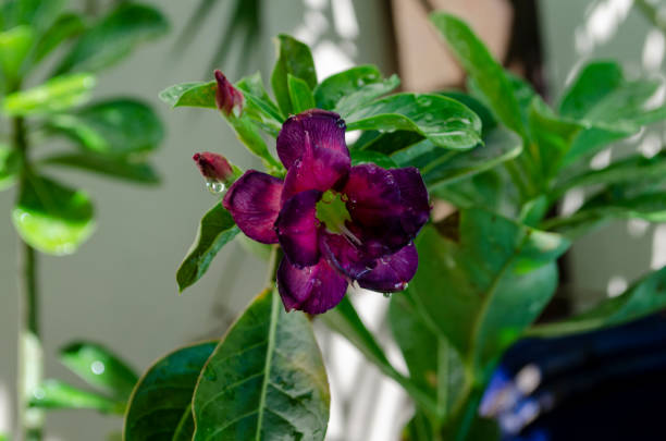 تصویر 2 از گیاه آپارتمانی آدنیوم انتخاب ایده ال دکوراسیون لوکس امروزی