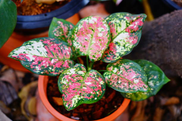 تصویر 1 از گیاه آپارتمانی آگلونما مینیاتوری ابلق دکوراسیون لوکس امروزی