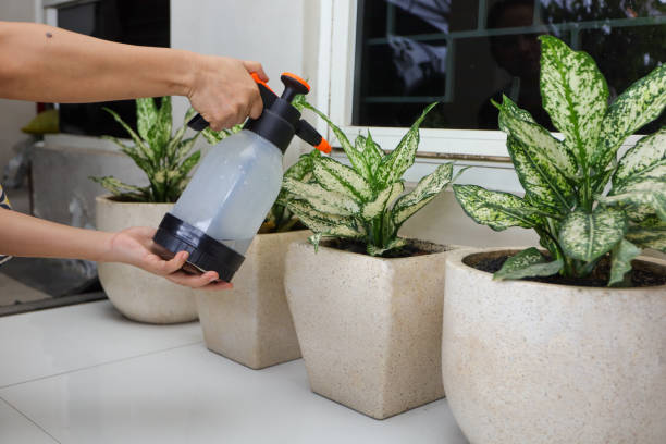 گیاه آپارتمانی آگلونما تصفیه هوا مناسب ادارات پرتردد