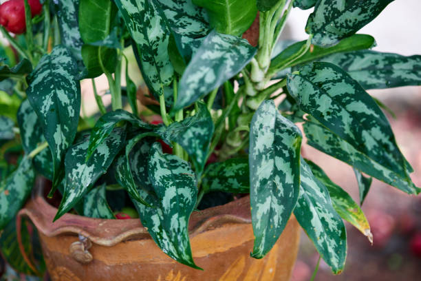 تصویر 4 از گیاه آپارتمانی آگلونما تصفیه هوا مناسب ادارات پرتردد