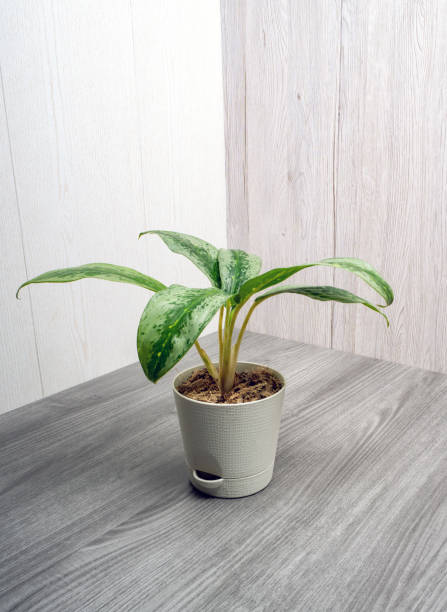 تصویر 3 از گیاه آپارتمانی آگلونما نگهداری ساده تازه کاران خانگی