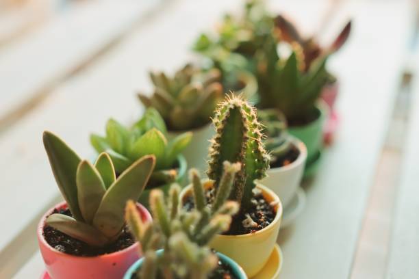 تصویر 2 از گیاه آپارتمانی افوربیا ستونی خاص مناسب فضاهای روشن مدرن