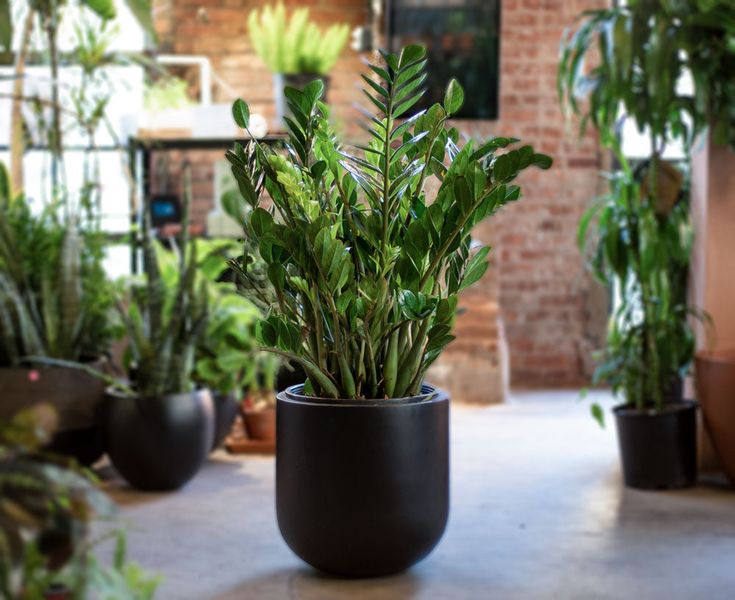 گل‌ و‌ گیاه‌ آپارتمانی کم آب و مقاوم