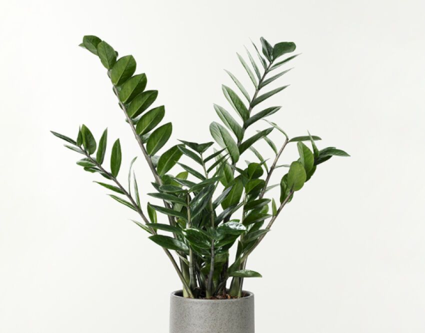 تصویر 1 از گل‌ و‌ گیاه‌ آپارتمانی کم آب و مقاوم