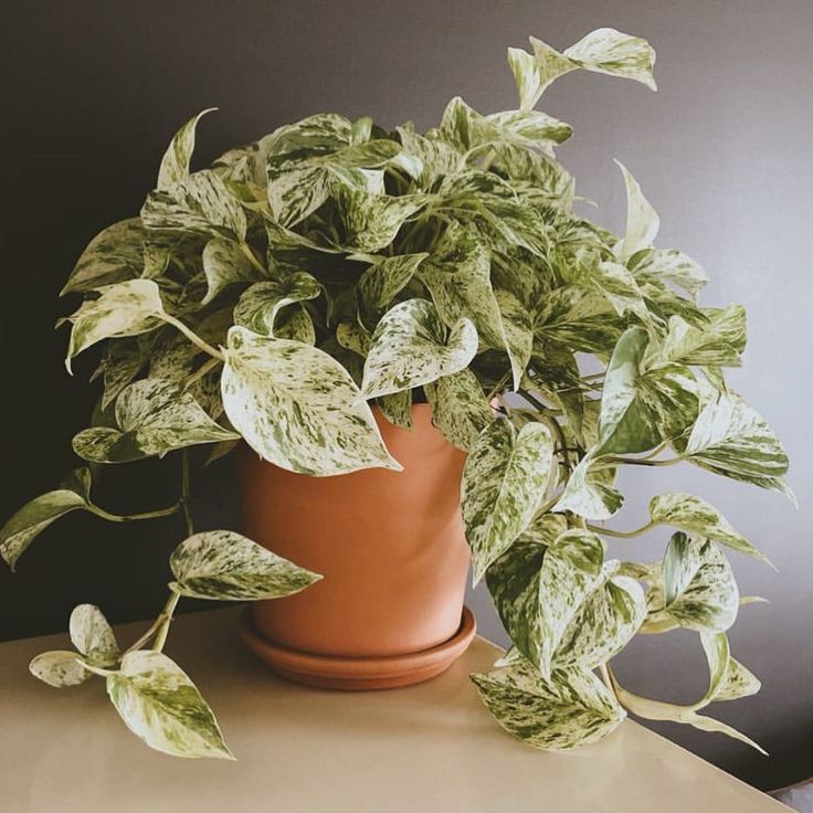 گل‌ و‌ گیاه‌ آپارتمانی همیشه سبز و ماندگار