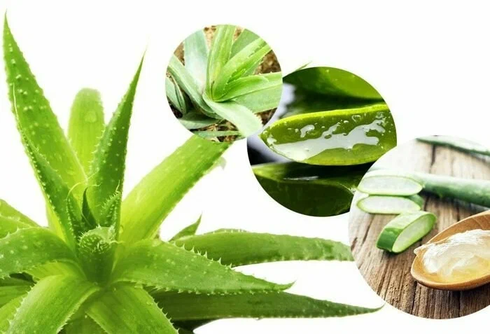 تصویر 2 از گل‌ و‌ گیاه‌ آپارتمانی مناسب اتاق خواب