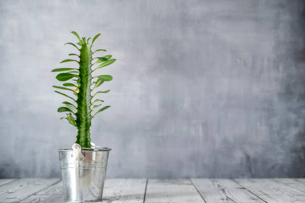 تصویر 1 از گیاه آپارتمانی افوربیا گوشتی مقاوم دکوراسیون مینیمال امروزی