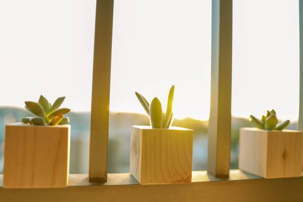 تصویر 2 از گیاه آپارتمانی افوربیا گوشتی مقاوم دکوراسیون مینیمال امروزی