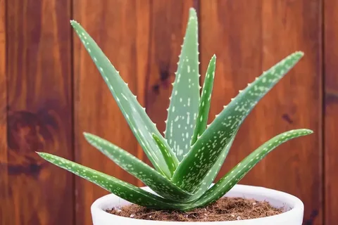 تصویر 4 از گل‌ و‌ گیاه‌ آپارتمانی مناسب اتاق خواب