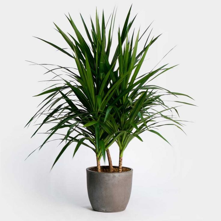 گل‌ و‌ گیاه‌ آپارتمانی تصفیه کننده هوای خانه