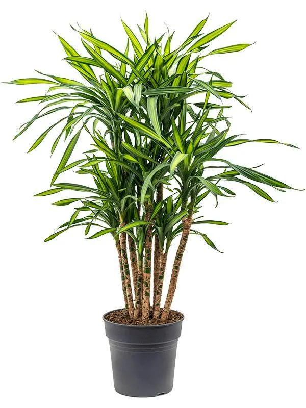 تصویر 2 از گل‌ و‌ گیاه‌ آپارتمانی تصفیه کننده هوای خانه