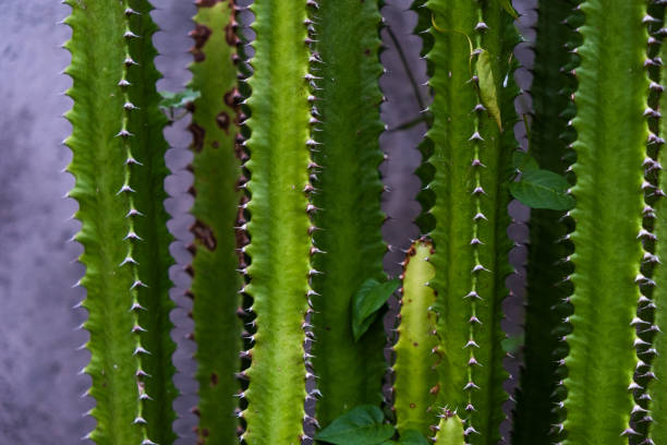 تصویر 4 از گیاه آپارتمانی افوربیا گوشتی مقاوم دکوراسیون مینیمال امروزی