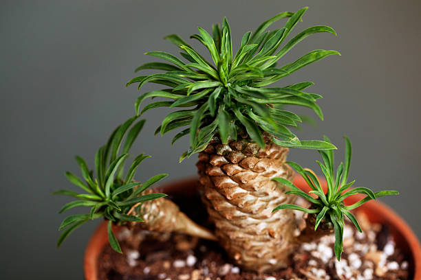 تصویر 3 از گیاه آپارتمانی افوربیا زینتی ایده ال علاقه مندان نگهداری ساده