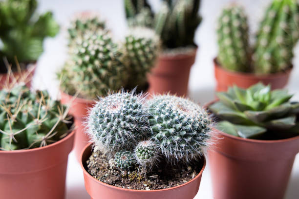 تصویر 4 از گیاه آپارتمانی افوربیا زینتی ایده ال علاقه مندان نگهداری ساده