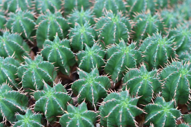 تصویر 1 از گیاه آپارتمانی افوربیا گرمسیری چشم نواز آپارتمان کوچک خانگی