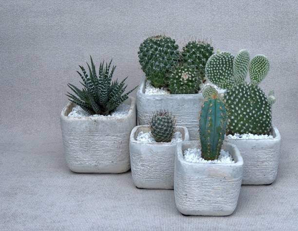 تصویر 3 از گیاه آپارتمانی افوربیا گرمسیری چشم نواز آپارتمان کوچک خانگی