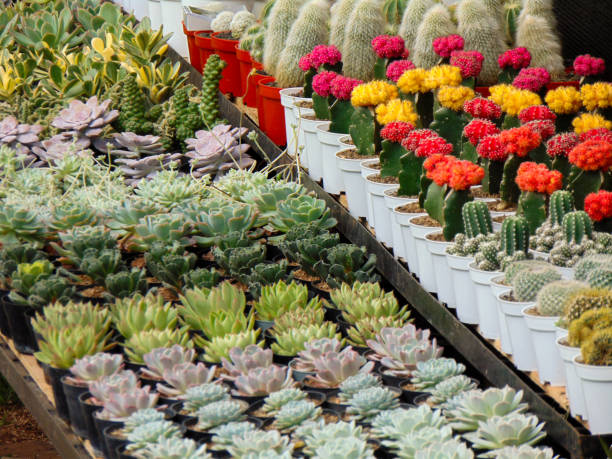 تصویر 4 از گیاه آپارتمانی افوربیا گرمسیری چشم نواز آپارتمان کوچک خانگی