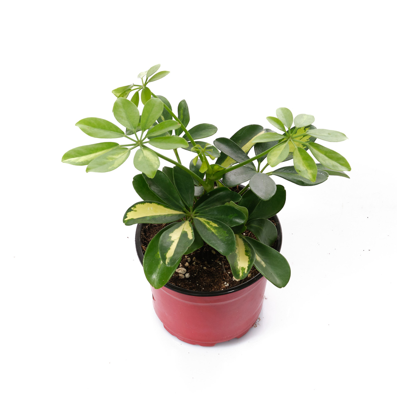 تصویر 4 از گل‌ و‌ گیاه‌ آپارتمانی مناسب محل کار