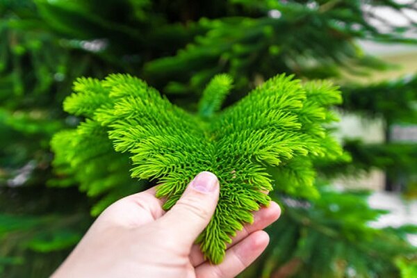 تصویر 1 از گل‌ و‌ گیاه‌ آپارتمانی مناسب نور غیر مستقیم