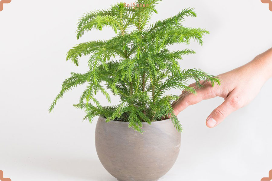 تصویر 4 از گل‌ و‌ گیاه‌ آپارتمانی مناسب نور غیر مستقیم