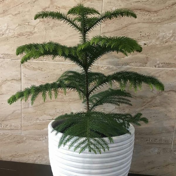 تصویر 5 از گل‌ و‌ گیاه‌ آپارتمانی مناسب نور غیر مستقیم