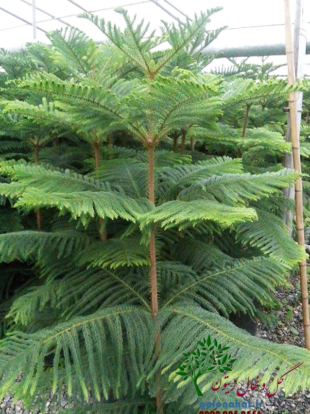 گل‌ و‌ گیاه‌ آپارتمانی مناسب نور غیر مستقیم